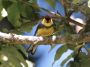CostaRica06 - 080 * Collared Redstart